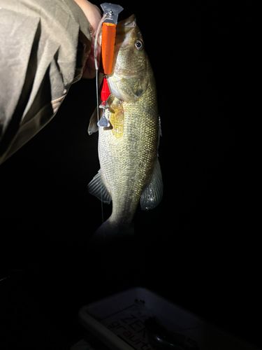 ラージマウスバスの釣果