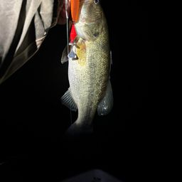 ラージマウスバス