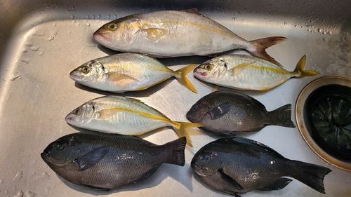 シオの釣果