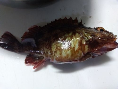 磯子海づり施設