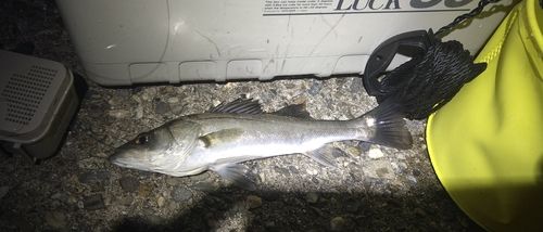 セイゴ（タイリクスズキ）の釣果