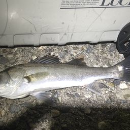 セイゴ（タイリクスズキ）