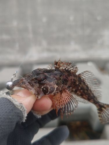 アナハゼの釣果