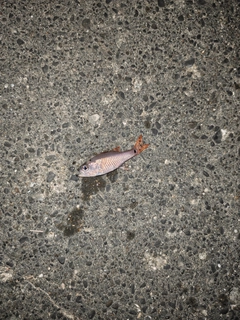 ネンブツダイの釣果