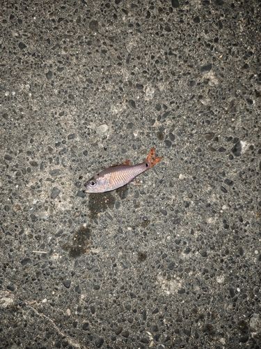 ネンブツダイの釣果