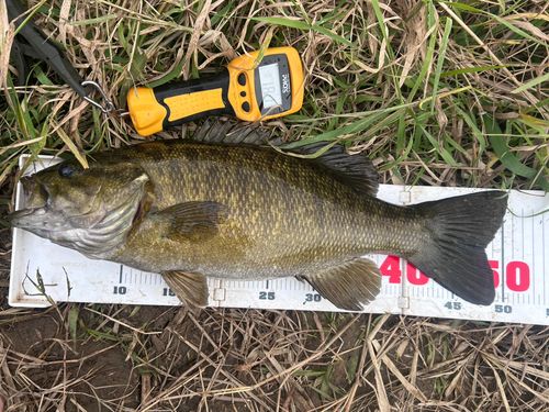 スモールマウスバスの釣果