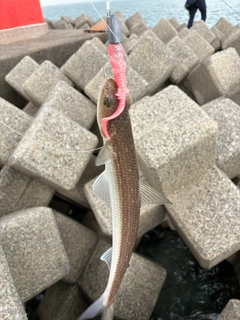 エソの釣果