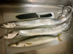 タチウオの釣果