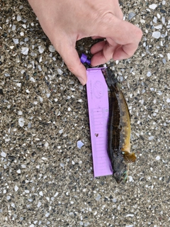 アナハゼの釣果