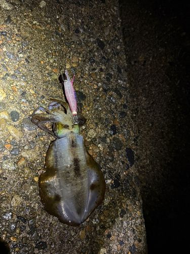 アオリイカの釣果
