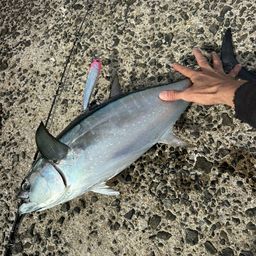 コシナガマグロ