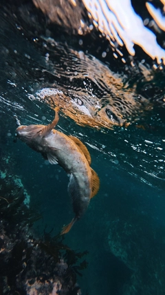アイナメの釣果