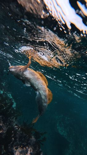 アイナメの釣果