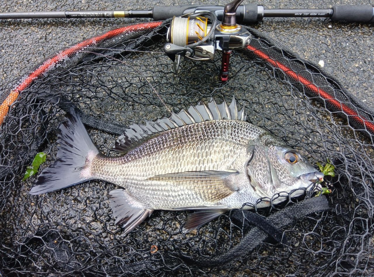 DAIWA 22シルバーウルフ MX 76ML-Sの最安値・インプレ・釣果 | 本音の