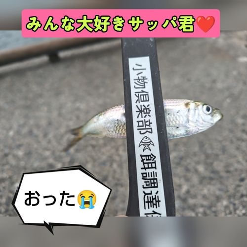 サッパの釣果