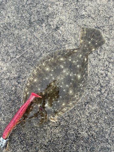 中川河口（兵庫）