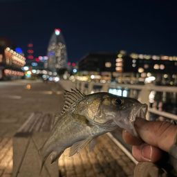 セイゴ（タイリクスズキ）