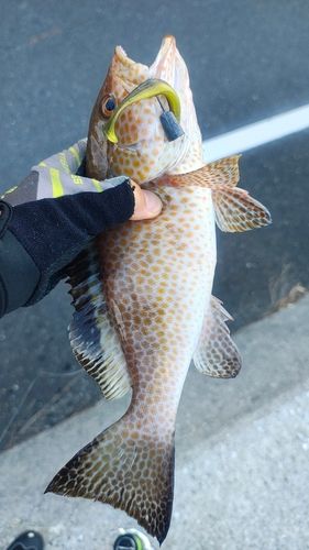 オオモンハタの釣果