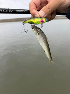 コハダの釣果