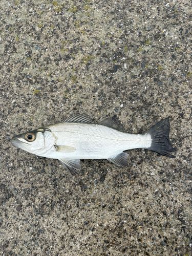 セイゴ（ヒラスズキ）の釣果