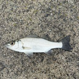 セイゴ（ヒラスズキ）