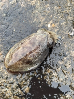 マツバイカの釣果