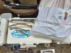 シロギスの釣果