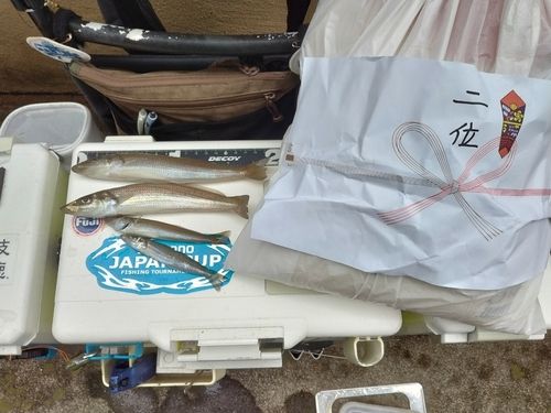 シロギスの釣果