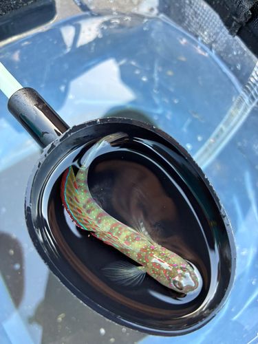 オイランハゼの釣果