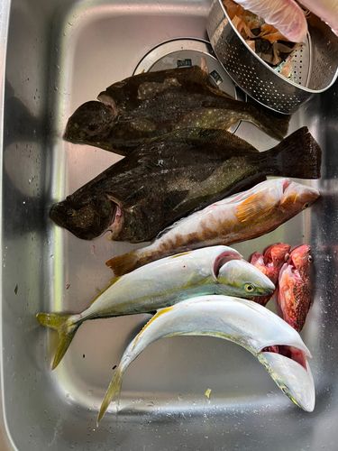ヒラメの釣果