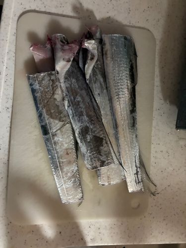 タチウオの釣果