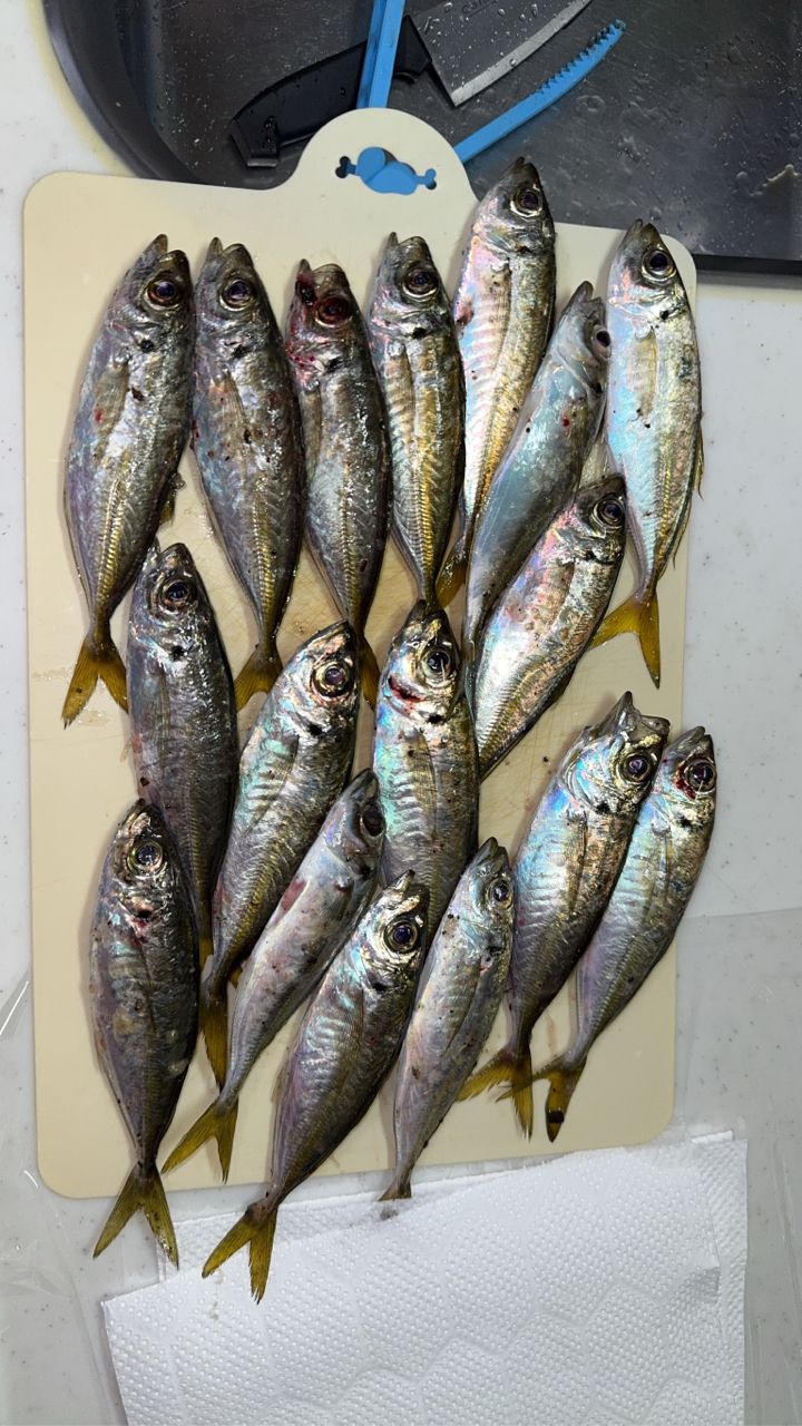 MajorCraft 鯵道 5G AD5-S502L/AJIの最安値・インプレ・釣果 | 本音の