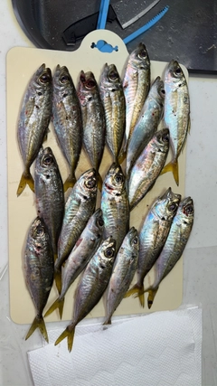 マアジの釣果