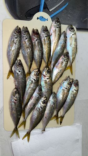 マアジの釣果