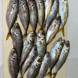 マアジ