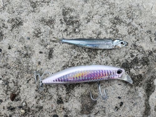 セイゴ（ヒラスズキ）の釣果