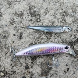 セイゴ（ヒラスズキ）