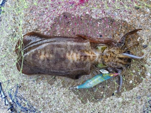 アオリイカの釣果