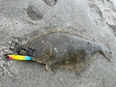 ヒラメの釣果