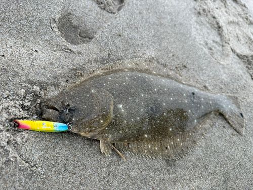 ヒラメの釣果