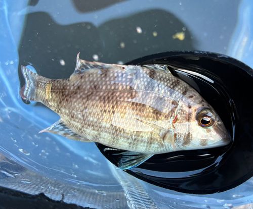 メイチダイの釣果