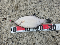 クロガシラガレイの釣果