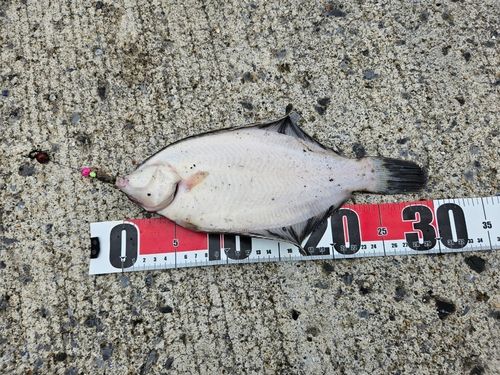 クロガシラガレイの釣果