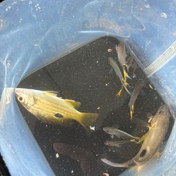 ニセクロホシフエダイ