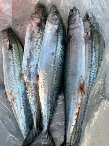 阿賀マリノポリス