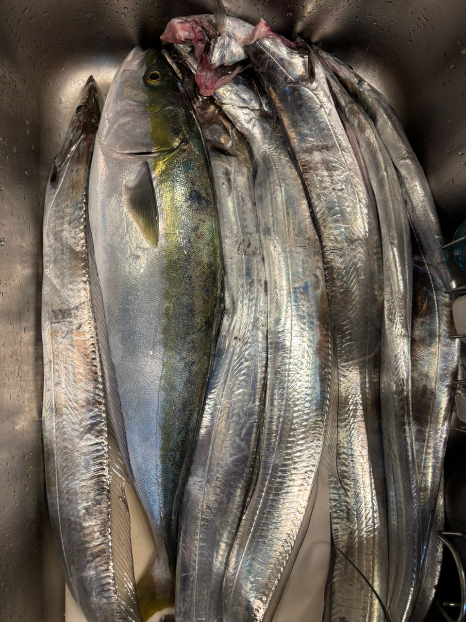 イカ次郎さんの釣果 1枚目の画像