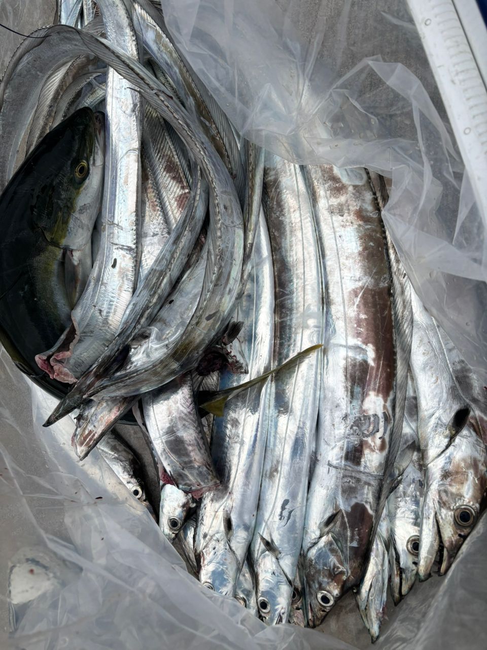 イカ次郎さんの釣果 2枚目の画像