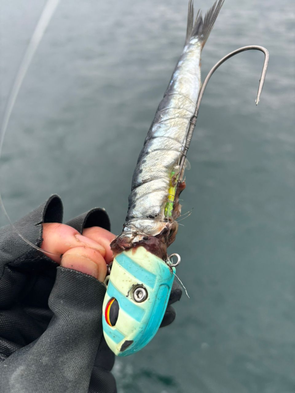 イカ次郎さんの釣果 3枚目の画像