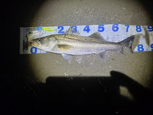 シーバスの釣果