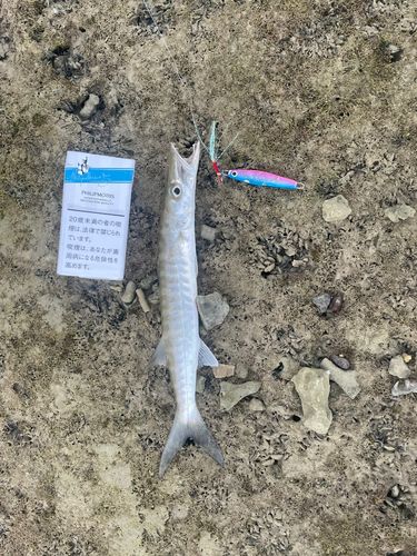 オニカマスの釣果